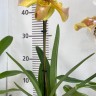 Орхидея Paphiopedilum hybrid (отцвел)              