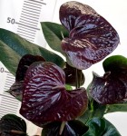 Anthurium Essencia (деленка без цветов)