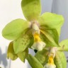 Орхидея Phalaenopsis Chiada Sherry, midi (отцвел)      