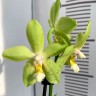 Орхидея Phalaenopsis Chiada Sherry, midi (отцвел)      