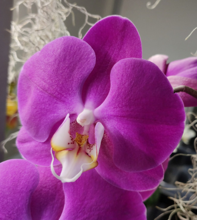 Орхидея Phalaenopsis 
