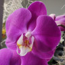 Орхидея Phalaenopsis 