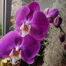 Орхидея Phalaenopsis 