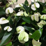 Anthurium Karma White   