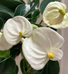 Anthurium Karma White