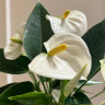Anthurium Karma White