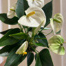 Anthurium Karma White