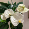 Anthurium Karma White