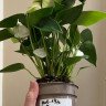 Anthurium Karma White