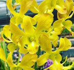 Орхидея Dendrobium Yellow (детка) 