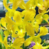 Орхидея Dendrobium Yellow (детка) 