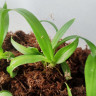 Орхидея Dendrobium Yellow (детка) 