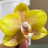 Орхидея Phalaenopsis Young Home Golden Pixie (отцвел)