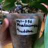 Орхидея Phalaenopsis Buddha (отцвёл, РЕАНИМАШКА) 