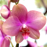 Орхидея Phalaenopsis Baby Dinamite