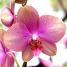 Орхидея Phalaenopsis Baby Dinamite