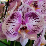 Орхидея Phalaenopsis Spotted World 