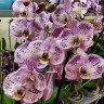 Орхидея Phalaenopsis Spotted World 