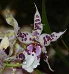 Орхидея Beallara Peggy Ruth (отцвела)