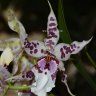 Орхидея Beallara Peggy Ruth (отцвела)