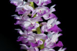 Орхидея Rhynchostylis coelestis pink (отцвела)
