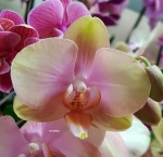 Орхидея Phalaenopsis Malmo  
