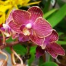 Орхидея Phalaenopsis Lola, multiflora (отцвел)