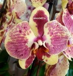 Орхидея Phalaenopsis Exotic Punch (отцвел)