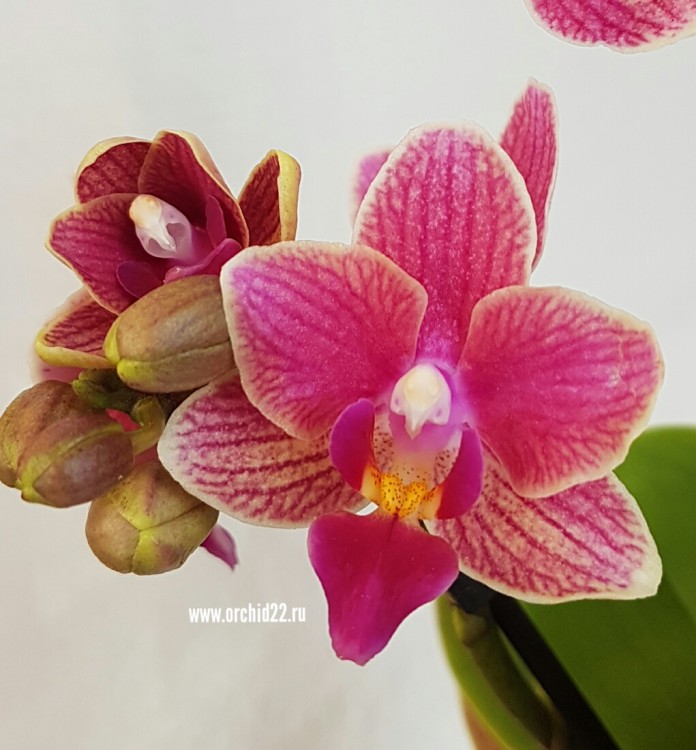 Орхидея Phalaenopsis, mini  