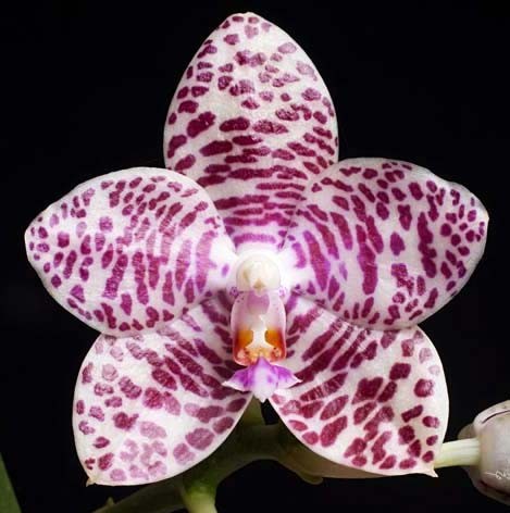 Орхидея Phalaenopsis Brother Glory 'LF' (еще не цвел) 