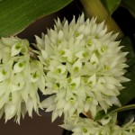 Орхидея Dendrobium capituliflorum (отцвёл) 