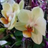 Орхидея Phalaenopsis Cancun, multiflora (отцвёл)