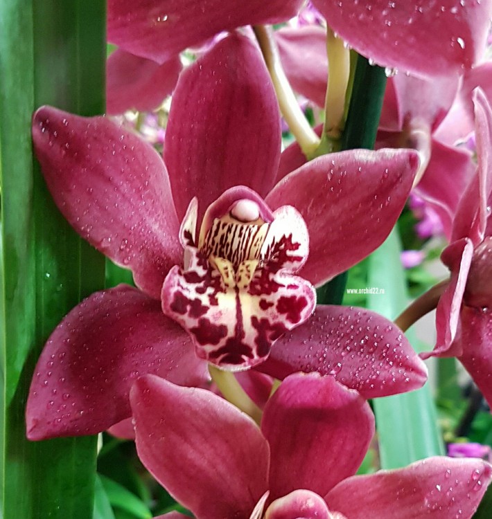 Орхидея Cymbidium  (отцвел)