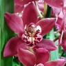 Орхидея Cymbidium  (отцвел)