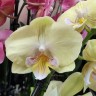 Орхидея Phalaenopsis Marguerite, Big Lip (отцвел)