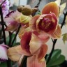 Орхидея Phalaenopsis Caribbean Dream  