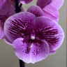 Орхидея Phalaenopsis Wild Berry, Big Lip (отцвел)    