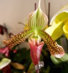 Орхидея Paph. sukhakulii hybrid   
