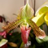 Орхидея Paph. sukhakulii hybrid (отцвел)