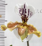 Орхидея Paphiopedilum hybrid (отцвел)             