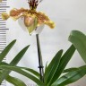 Орхидея Paphiopedilum hybrid (отцвел)             