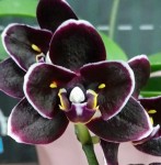 Орхидея Phal. Miki Little Fox, peloric 2 eyes (отцвел, УЦЕНКА)
