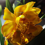 Орхидея Cymbidium 