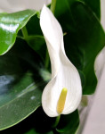 Anthurium Lili white (деленка без цветков)