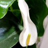 Anthurium Lili white (деленка без цветков)