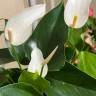 Anthurium Lili white (деленка без цветков)