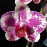 Орхидея Phalaenopsis Pirate Prince