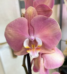 Орхидея Phalaenopsis (отцвёл)