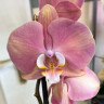 Орхидея Phalaenopsis (отцвёл)