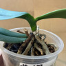 Орхидея Phalaenopsis (отцвёл, РЕАНИМАШКА*)